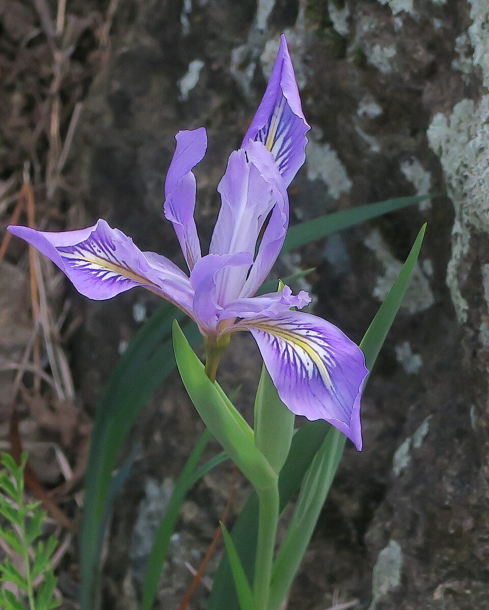 Iris macrosiphon (Bowltube Iris) (alternate view 3)