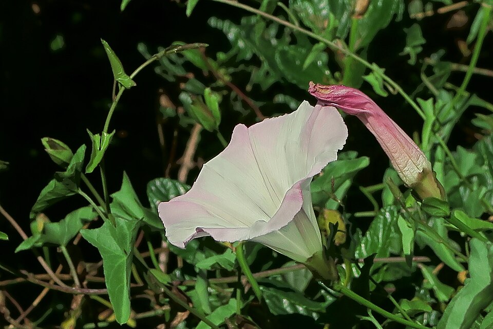 Calystegia purpurata (Pacific False Bindweed) (alternate view 11)