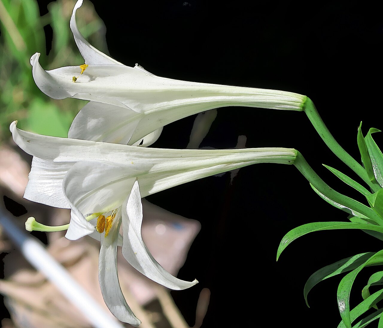 Lilium longiflorum, Easter lily — upright (Liliaceae) (image 7 of 8)