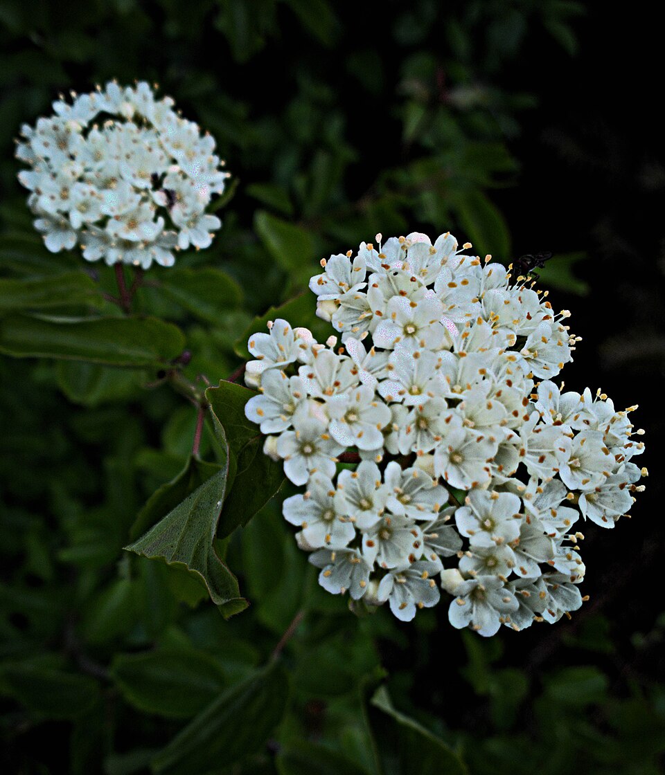 Viburnum ellipticum (Oval-leaf Viburnum) (alternate view 10)