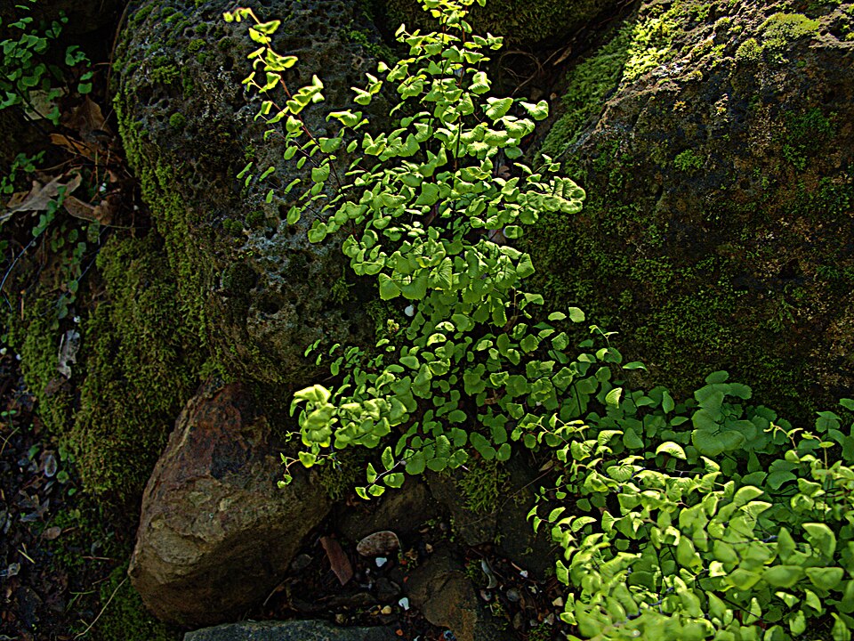 Adiantum jordanii (California Maidenhair Fern) (alternate view 8)
