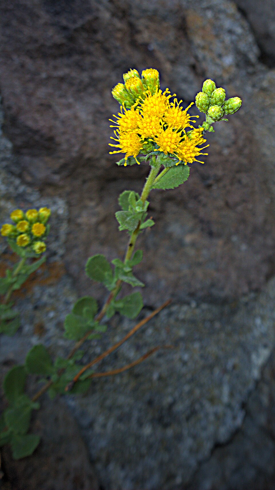 Isocoma menziesii (Coastal Goldenbush) (alternate view 2)