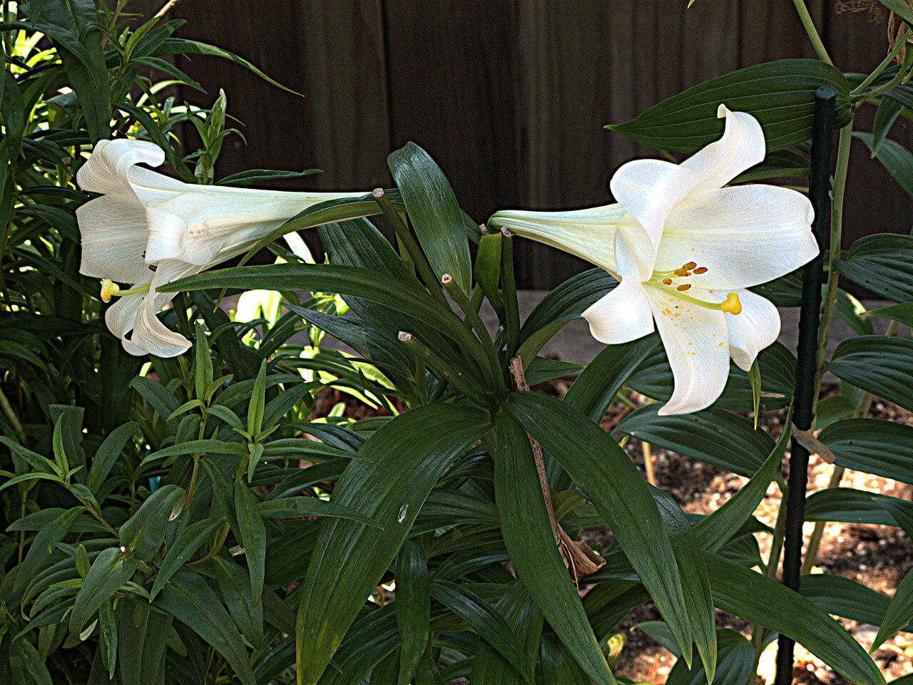 Lilium longiflorum, Easter lily — upright (Liliaceae) (image 8 of 8)