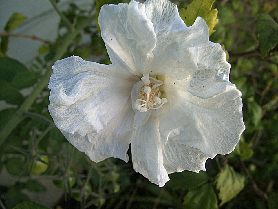 Hibiscus syriacus 'Diana' (Diana Rose of Sharon) (alternate view 3)