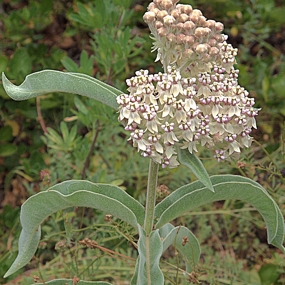 Asclepias eriocarpa (woollypod milkweed) (alternate view 8)