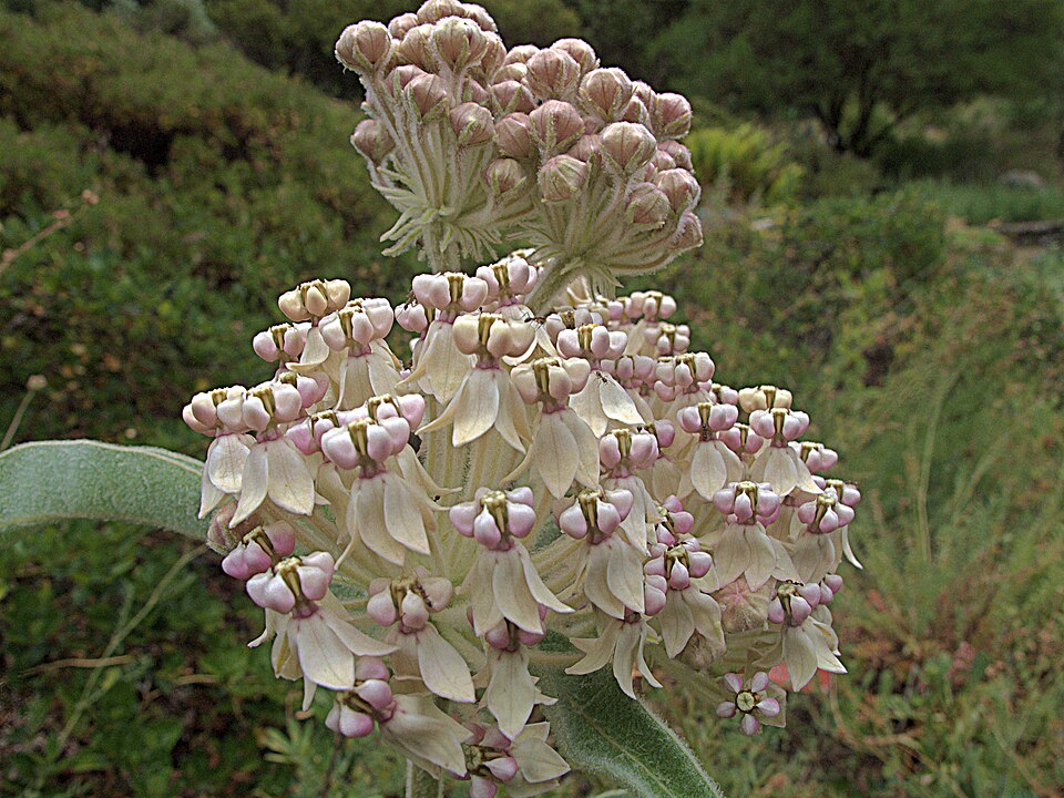 Asclepias eriocarpa (woollypod milkweed) (alternate view 9)