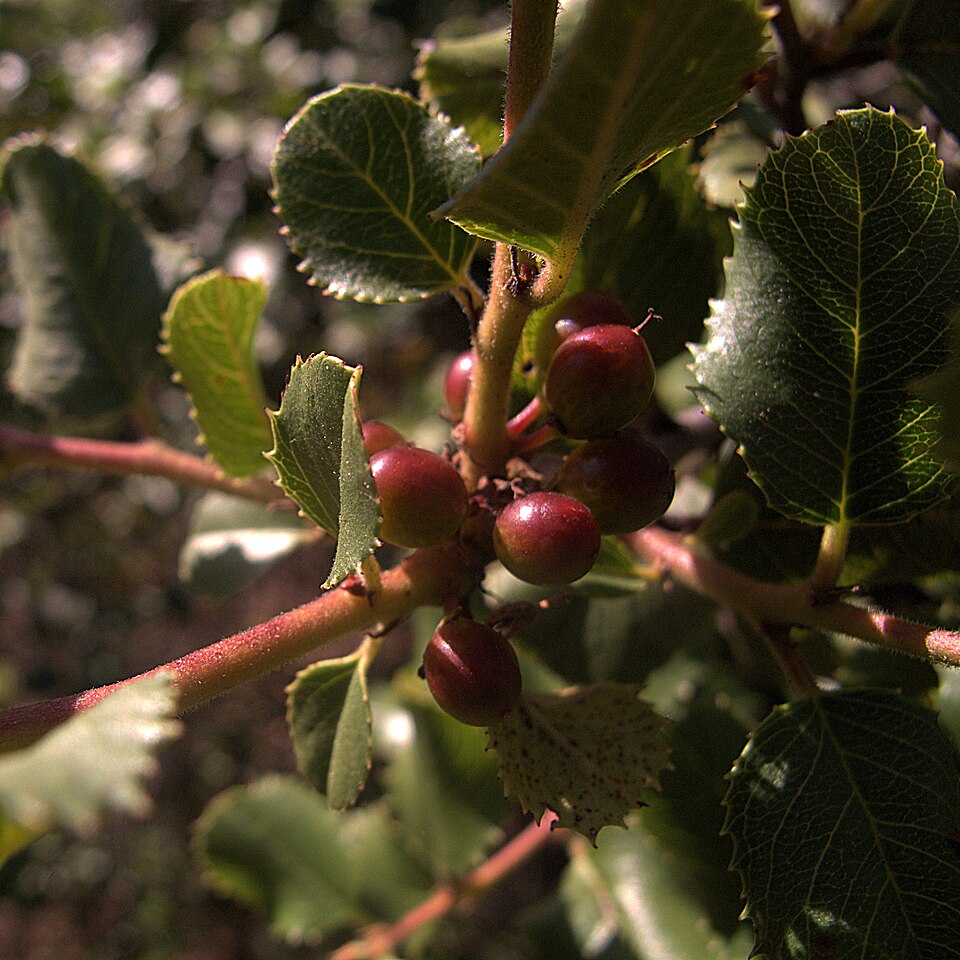 Rhamnus ilicifolia (hollyleaf redberry) (alternate view 10)
