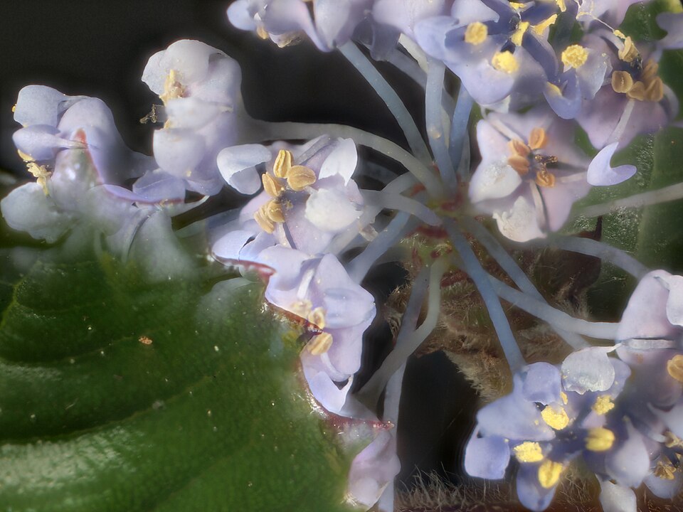 Ceanothus gloriosus (Point Reyes ceanothus) (alternate view 10)