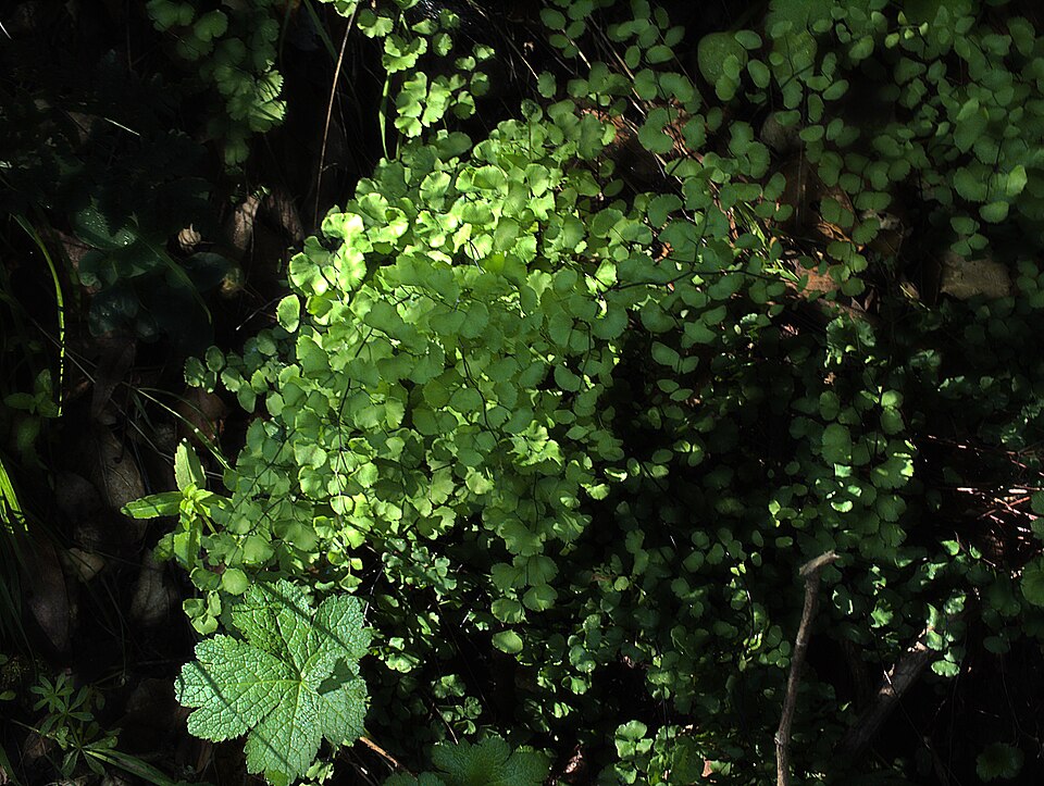 Adiantum jordanii (California Maidenhair Fern) (alternate view 9)
