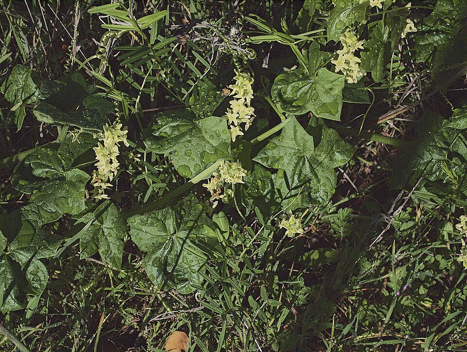 Marah fabacea (California manroot) (alternate view 4)