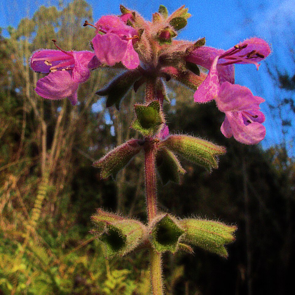 Stachys chamissonis (Coastal Hedge-nettle) (alternate view 7)