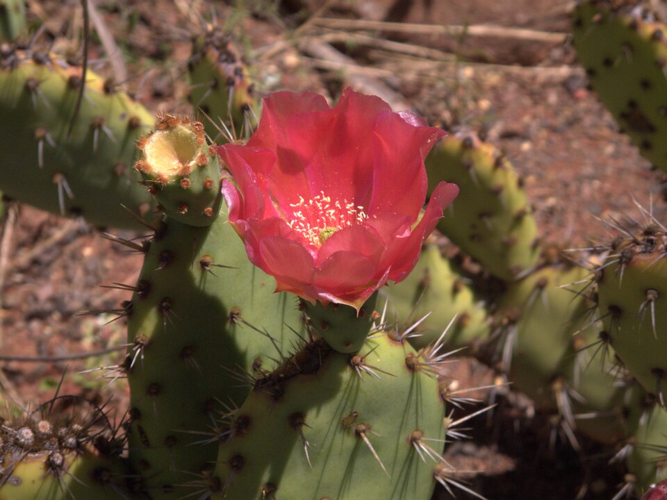 Opuntia × vaseyi (Vasey's Pricklypear) (alternate view 6)