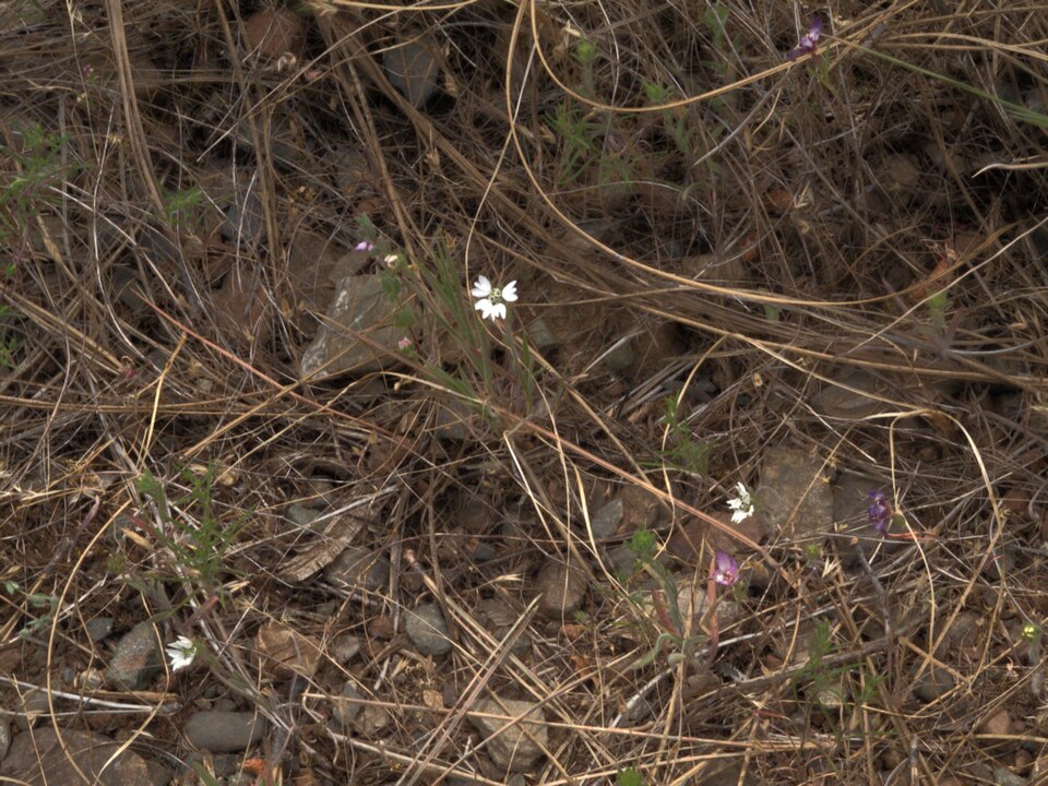 Hemizonia congesta (Hayfield Tarweed) (alternate view 2)