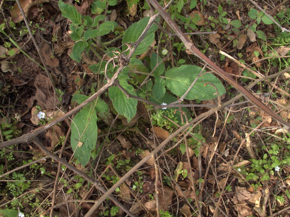 Phacelia nemoralis (Shade Phacelia) (alternate view 6)