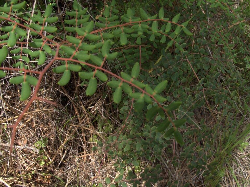 Pellaea andromedifolia (Coffee Fern) (alternate view 10)