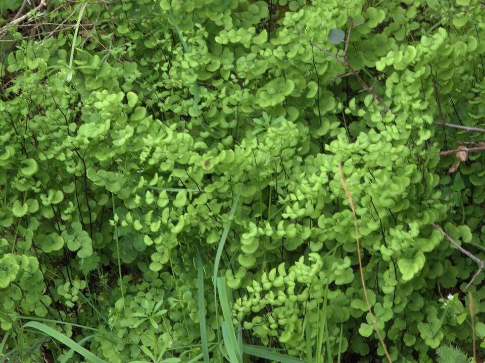 Adiantum jordanii (California Maidenhair Fern) (alternate view 10)
