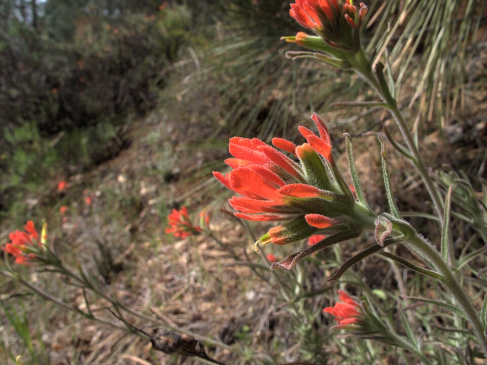 Castilleja foliolosa (woolly paintbrush) (alternate view 9)