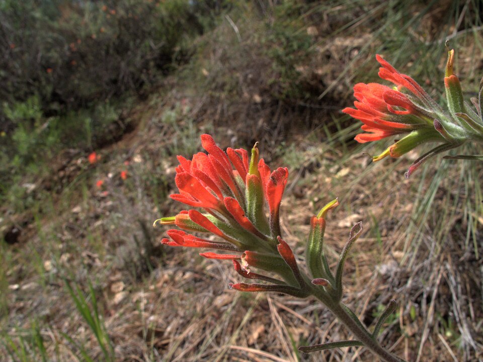 Castilleja foliolosa (woolly paintbrush) (alternate view 10)