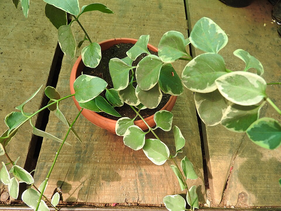Vinca major 'Variegata' (variegated vinca major) (alternate view 4)