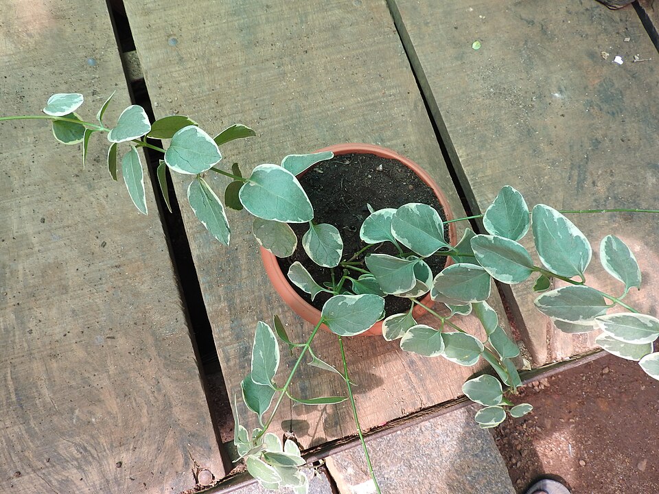 Vinca major 'Variegata' (variegated vinca major) (alternate view 5)