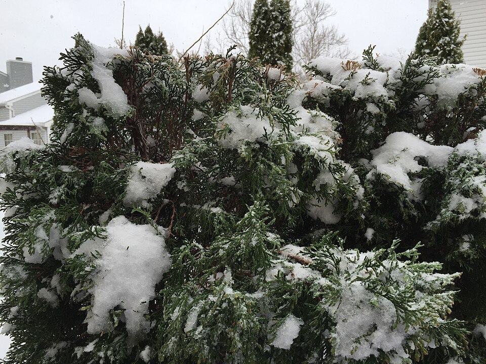 Thuja occidentalis 'Smaragd' (Emerald Green Arborvitae) (alternate view 4)