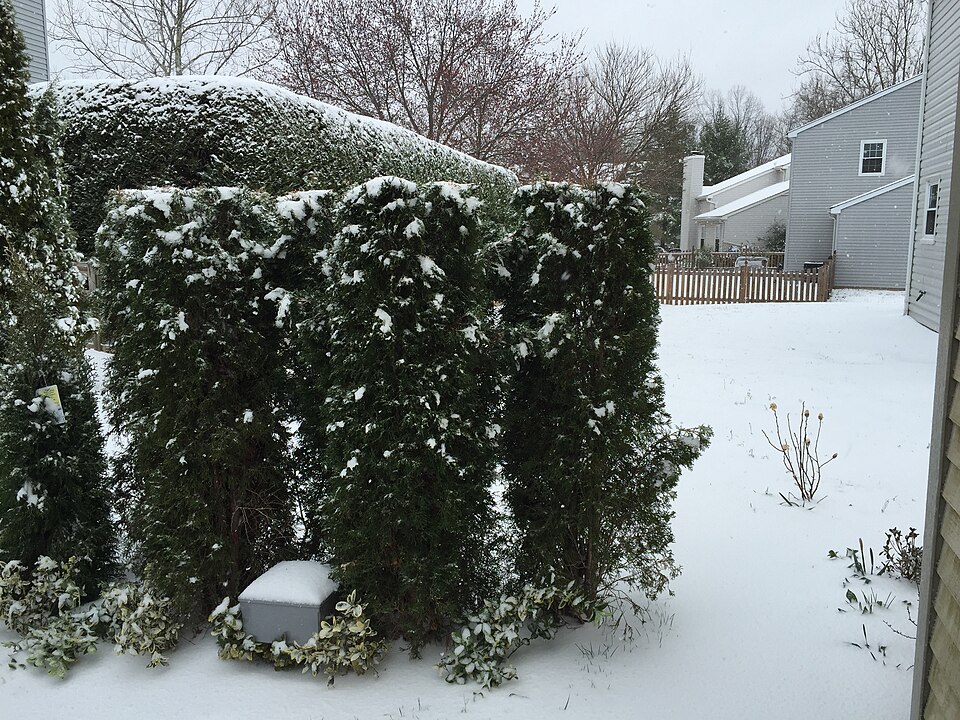Thuja occidentalis 'Smaragd' (Emerald Green Arborvitae) (alternate view 5)