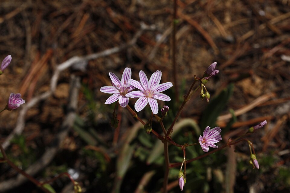 Lewisia columbiana (Columbia Lewisia) (alternate view 8)
