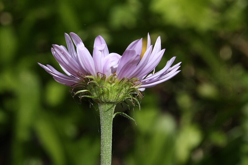 Oreostemma alpigenum (Alpine Aster) (alternate view 6)