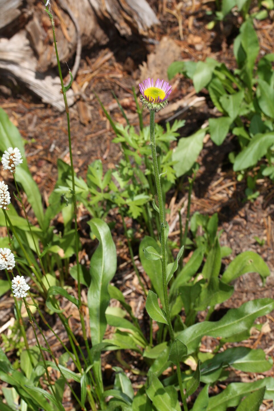 Oreostemma alpigenum (Alpine Aster) (alternate view 7)