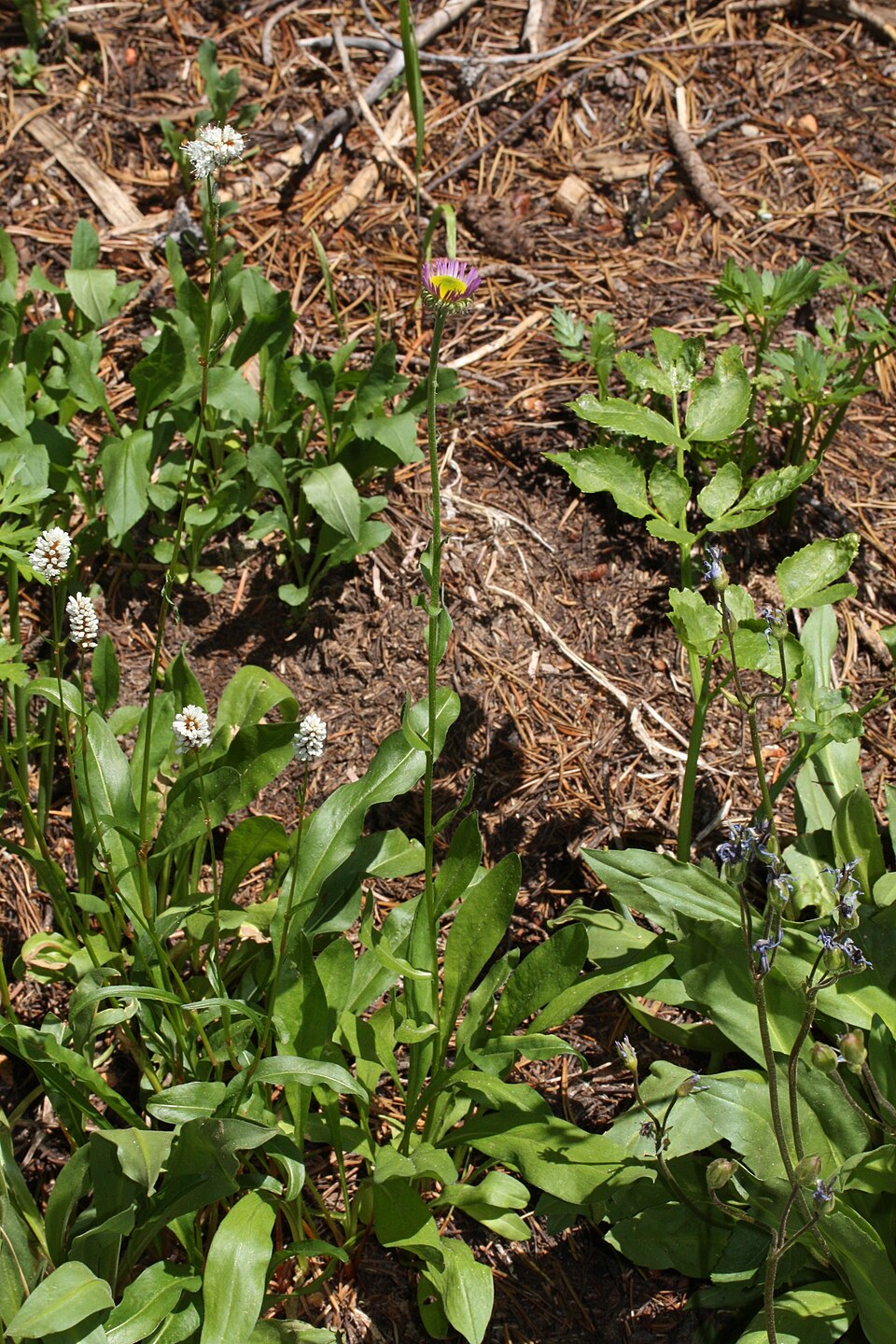 Oreostemma alpigenum (Alpine Aster) (alternate view 8)