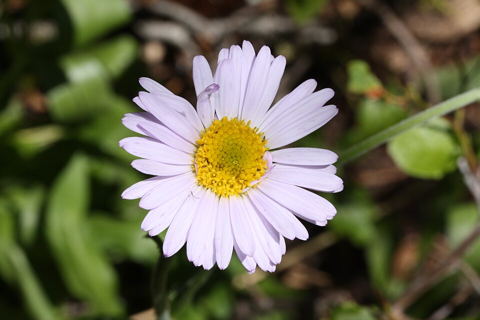 Oreostemma alpigenum (Alpine Aster) (alternate view 9)