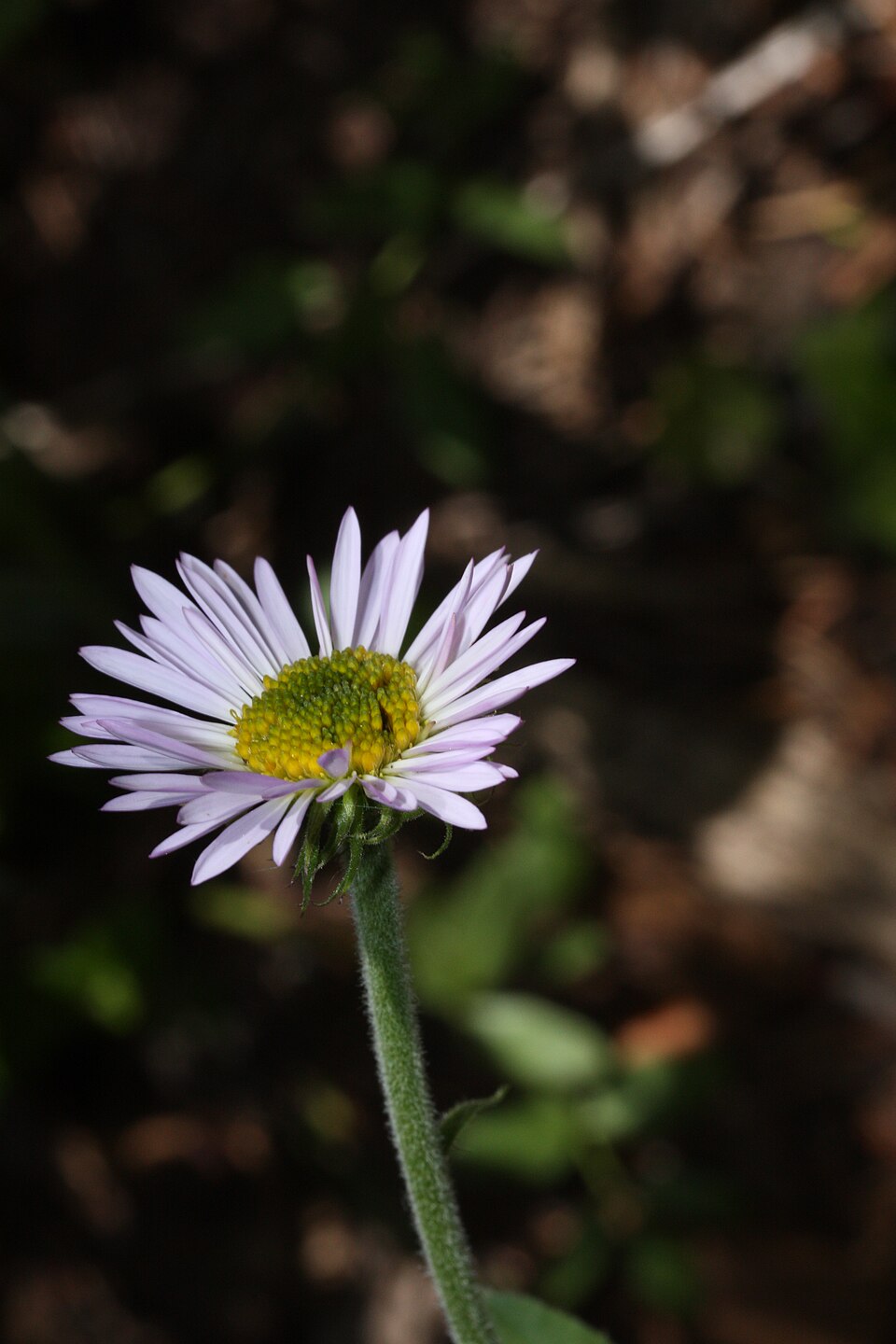 Oreostemma alpigenum (Alpine Aster) (alternate view 10)