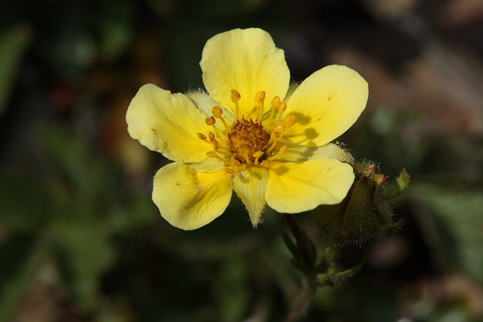 Drymocallis glandulosa (Sticky Cinquefoil) (alternate view 7)