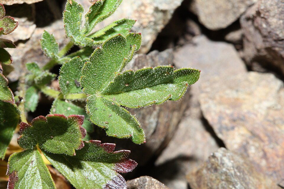 Drymocallis glandulosa (Sticky Cinquefoil) (alternate view 8)