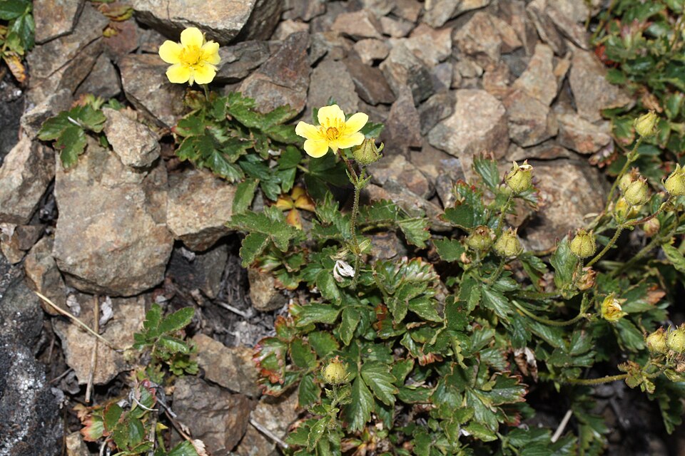 Drymocallis glandulosa (Sticky Cinquefoil) (alternate view 9)