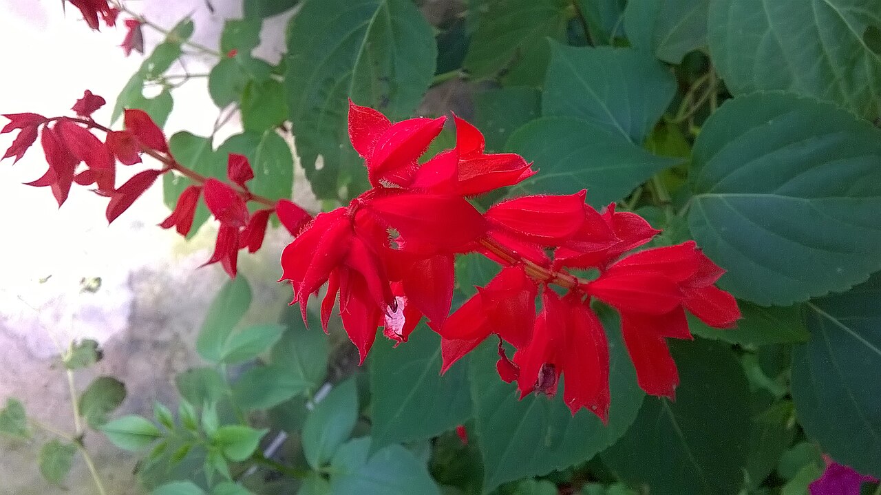 Salvia splendens, Scarlet sage — upright (Lamiaceae) (image 10 of 10)