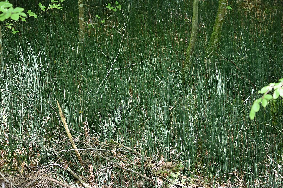 Equisetum hyemale (scouring rush) (alternate view 10)