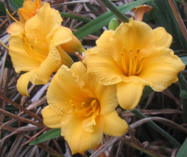 Hemerocallis × 'Stella de Oro' (Stella de Oro Daylily)