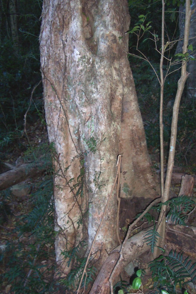 Syzygium australe (scrub cherry) (alternate view 2)