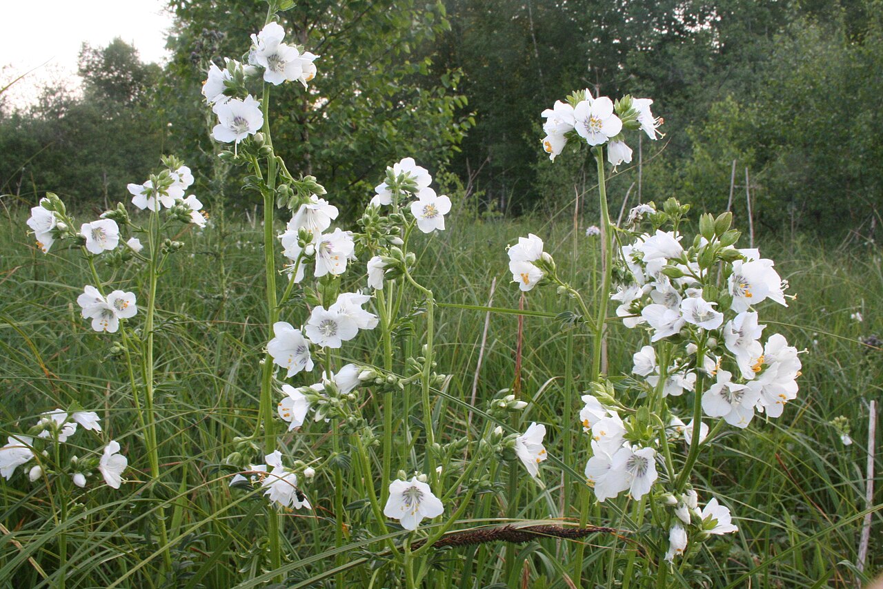 Polemonium caeruleum, Jacob's ladder — clumping deciduous (Polemoniaceae) (image 6 of 10)