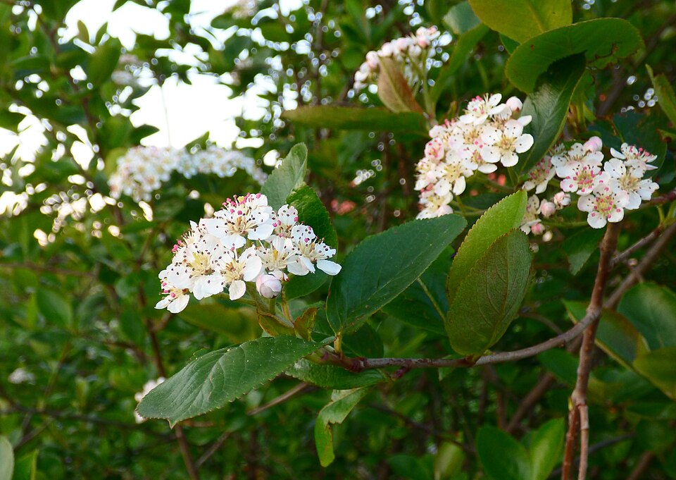 Aronia (chokeberries) (alternate view 2)