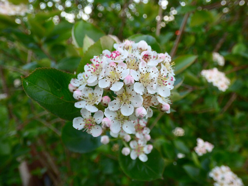 Aronia (chokeberries) (alternate view 3)