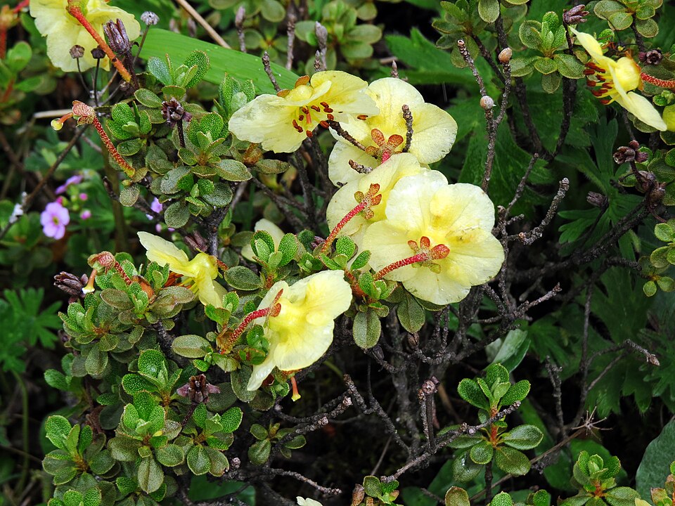 Rhododendron lepidotum (scaly rhododendron) (alternate view 8)
