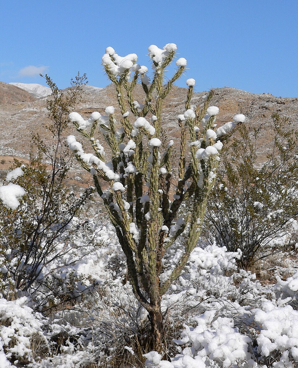 Cylindropuntia acanthocarpa (Buckhorn Cholla) (alternate view 7)