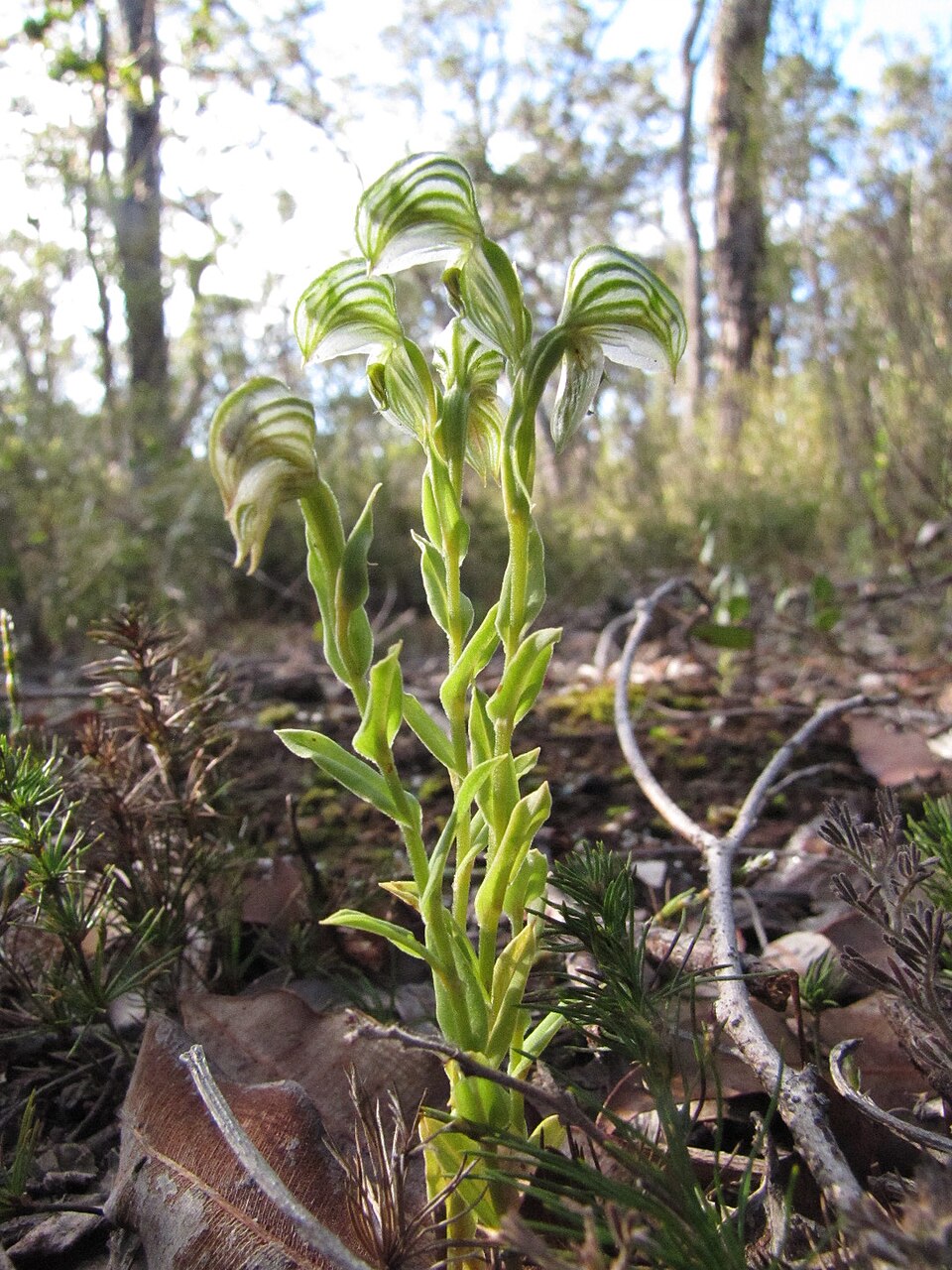 Pterostylis vittata (Banded Greenhood) (alternate view 5)