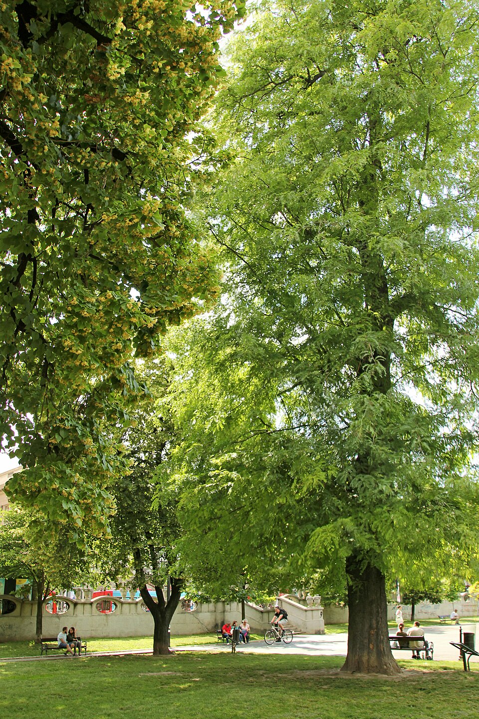 Gleditsia triacanthos (honey locust) (alternate view 9)
