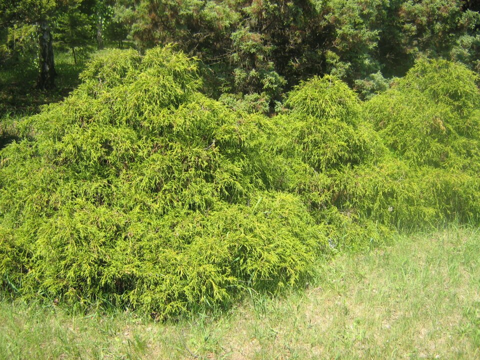 Chamaecyparis pisifera 'Filifera' (Thread Cypress) (alternate view 4)