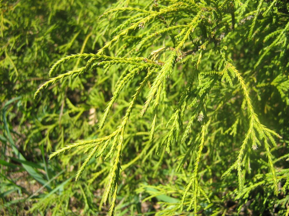 Chamaecyparis pisifera 'Filifera' (Thread Cypress) (alternate view 5)