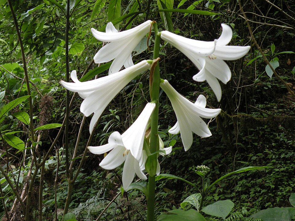 Cardiocrinum giganteum (giant Himalayan lily) (alternate view 9)