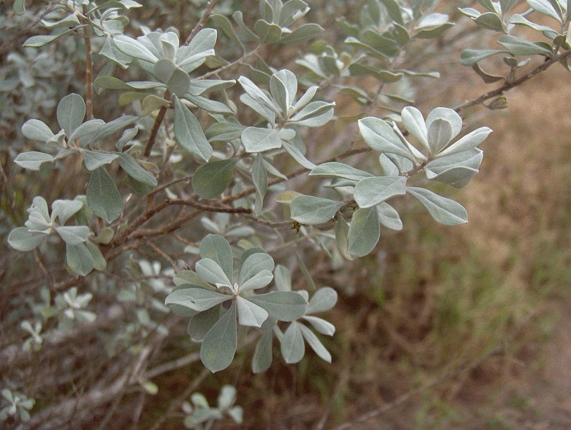 Leucophyllum frutescens, Texas sage — mounding evergreen (Scrophulariaceae) (image 5 of 10)